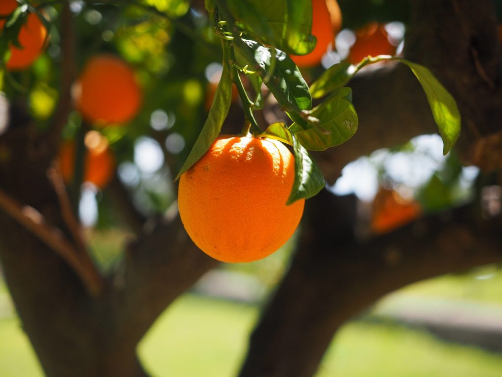 The Inspiration Behind our Orange Blossom Soap Bar
