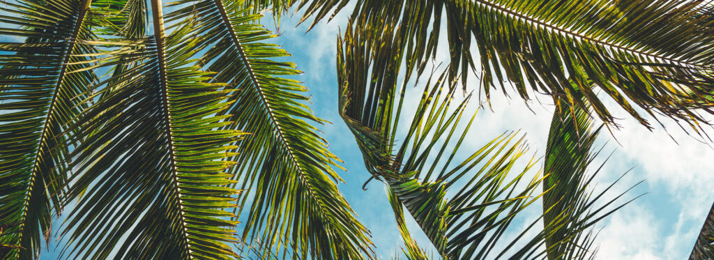 Palm trees
